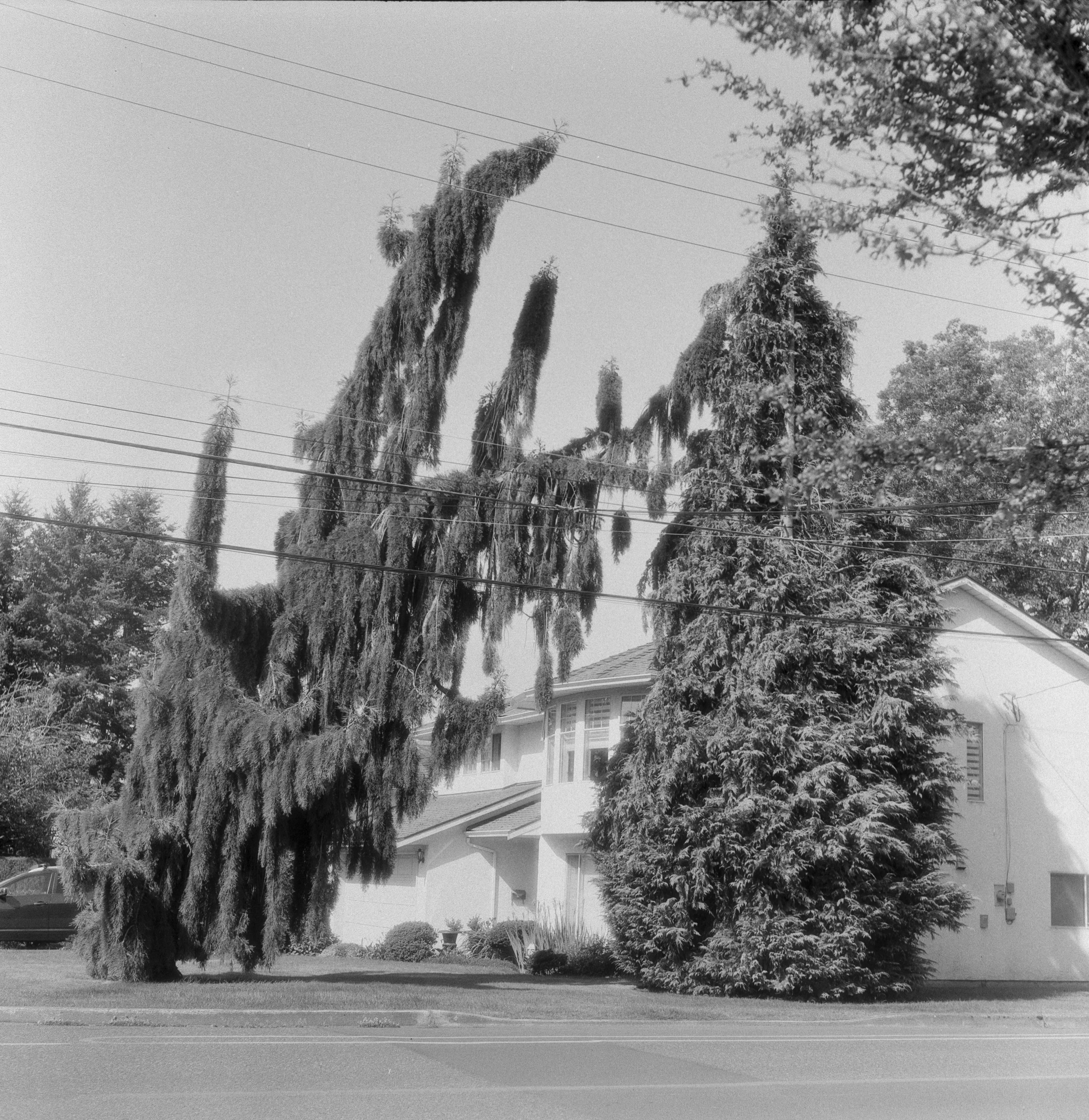 Description of the photograph